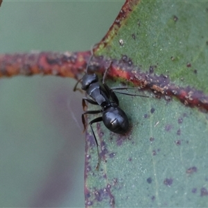 Polyrhachis phryne at Mongarlowe, NSW - 4 Sep 2024