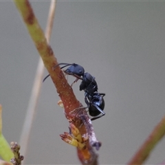 Polyrhachis phryne at Mongarlowe, NSW - 4 Sep 2024