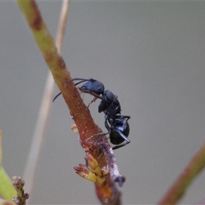 Polyrhachis phryne at Mongarlowe, NSW - 4 Sep 2024