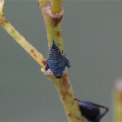 Polyrhachis phryne at Mongarlowe, NSW - 4 Sep 2024