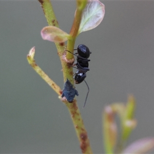 Polyrhachis phryne at Mongarlowe, NSW - 4 Sep 2024