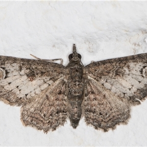 Pasiphilodes testulata at Melba, ACT - 24 Sep 2024