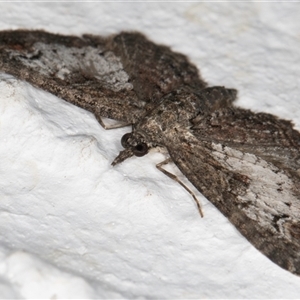 Pasiphilodes testulata at Melba, ACT - 24 Sep 2024