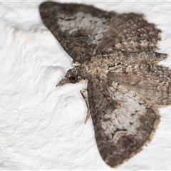 Pasiphilodes testulata at Melba, ACT - 24 Sep 2024