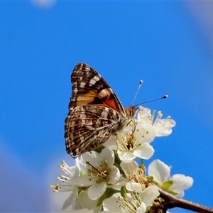 Vanessa kershawi at Mongarlowe, NSW - 4 Sep 2024