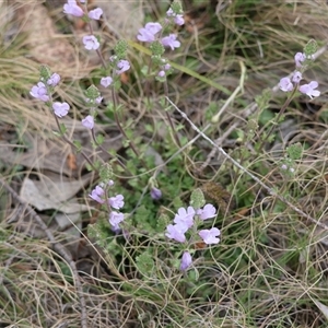 Euphrasia collina at Mongarlowe, NSW - suppressed