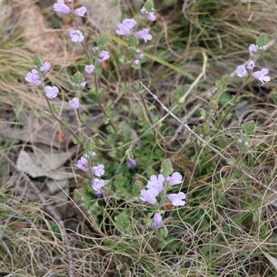 Euphrasia collina (Purple Eye-bright) at Mongarlowe, NSW - 5 Sep 2024 by LisaH