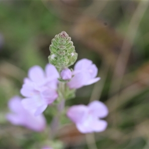 Euphrasia collina at Mongarlowe, NSW - suppressed