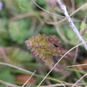 Euphrasia collina at suppressed - 5 Sep 2024