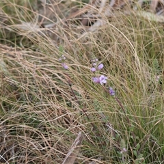 Euphrasia collina at Mongarlowe, NSW - suppressed