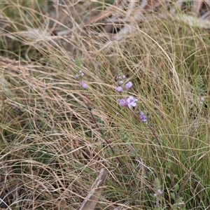 Euphrasia collina at suppressed - 5 Sep 2024