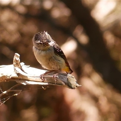 Pardalotus punctatus (Spotted Pardalote) at Freshwater Creek, VIC - 17 Feb 2021 by WendyEM