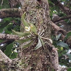 Sarcochilus falcatus at Robertson, NSW - suppressed