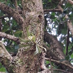Sarcochilus falcatus at Robertson, NSW - suppressed