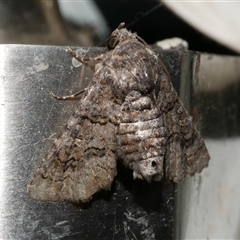 Pataeta carbo (Dark Euteliid) at Freshwater Creek, VIC - 18 Feb 2021 by WendyEM