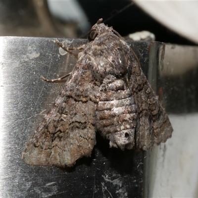 Pataeta carbo (Dark Euteliid) at Freshwater Creek, VIC - 18 Feb 2021 by WendyEM