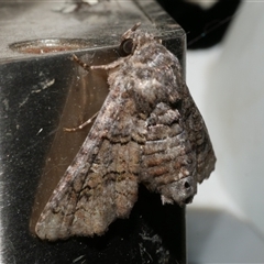 Pataeta carbo at Freshwater Creek, VIC - 18 Feb 2021 10:54 PM
