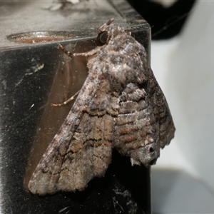 Pataeta carbo at Freshwater Creek, VIC - 18 Feb 2021 10:54 PM