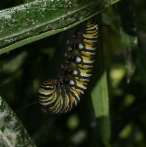 Danaus plexippus at Freshwater Creek, VIC - 28 Feb 2021 03:17 PM