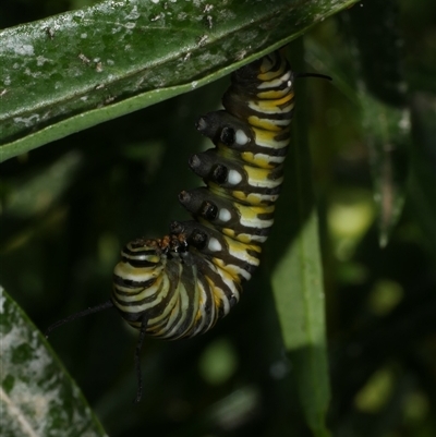 Danaus plexippus (Monarch) at Freshwater Creek, VIC - 28 Feb 2021 by WendyEM