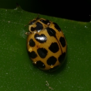 Harmonia conformis at Freshwater Creek, VIC - 28 Feb 2021