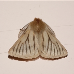 Pterolocera amplicornis (An Anthelid moth) at Freshwater Creek, VIC - 27 Mar 2021 by WendyEM