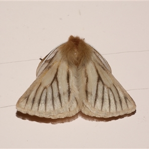 Pterolocera amplicornis at Freshwater Creek, VIC - 27 Mar 2021 09:23 PM