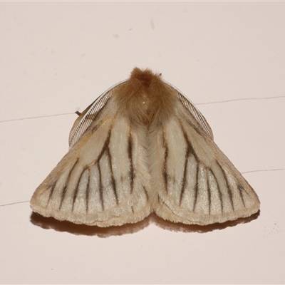 Pterolocera amplicornis (An Anthelid moth) at Freshwater Creek, VIC - 27 Mar 2021 by WendyEM