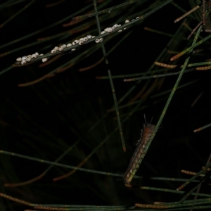 Pernattia pusilla at Freshwater Creek, VIC - 27 Mar 2021