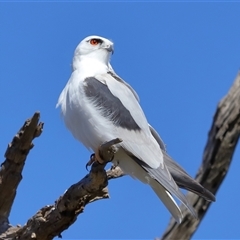 Elanus axillaris at Throsby, ACT - 3 Jul 2024 12:13 PM