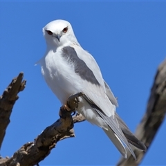 Elanus axillaris at Throsby, ACT - 3 Jul 2024 12:13 PM