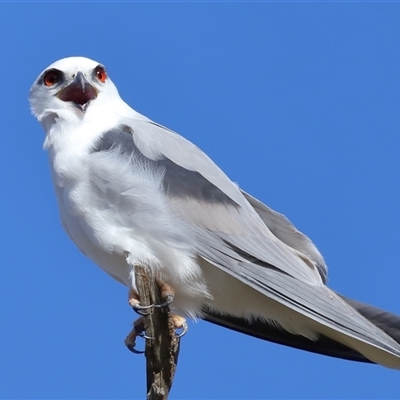 Elanus axillaris (Black-shouldered Kite) at Throsby, ACT - 3 Jul 2024 by TimL