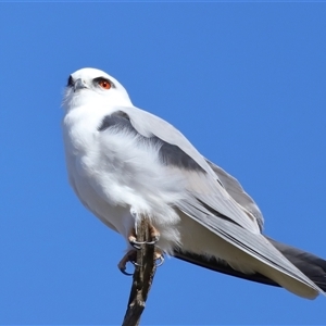 Elanus axillaris at Throsby, ACT - 3 Jul 2024