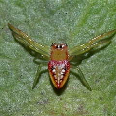 Arkys walckenaeri (Triangle spider) at Acton, ACT - 25 Sep 2024 by TimL