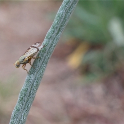 Sphenella ruficeps (Senecio Flower Galler Fruit Fly) at Lyons, ACT - 25 Sep 2024 by ran452