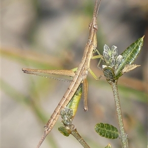 Heide amiculi at Bundanoon, NSW - 17 Sep 2024