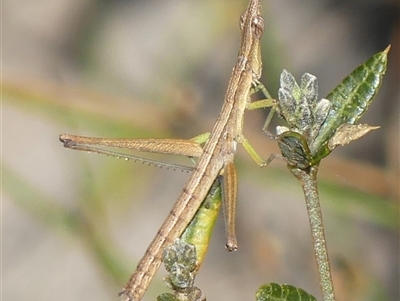 Heide amiculi (Heath Matchstick) at Bundanoon, NSW - 17 Sep 2024 by Curiosity