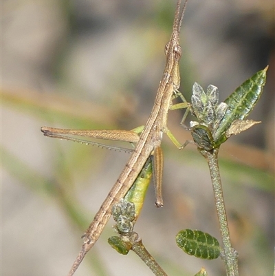 Heide amiculi (Heath Matchstick) at Bundanoon, NSW - 17 Sep 2024 by Curiosity