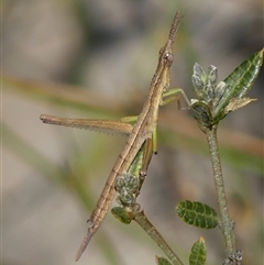 Heide amiculi at Bundanoon, NSW - 17 Sep 2024