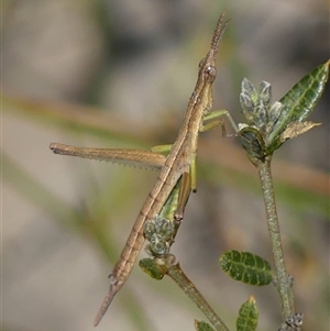 Heide amiculi at Bundanoon, NSW - 17 Sep 2024