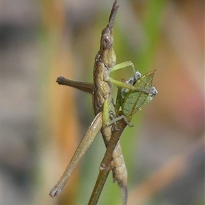 Heide amiculi at Bundanoon, NSW - 17 Sep 2024