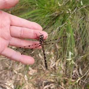 Austropetalia patricia at suppressed - 25 Sep 2024