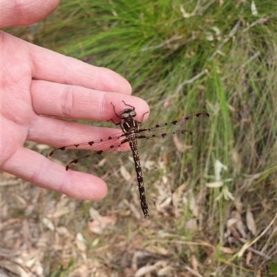 Austropetalia patricia (Waterfall Redspot) at Penrose, NSW - 25 Sep 2024 by Aussiegall