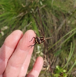 Austropetalia patricia at suppressed - 25 Sep 2024