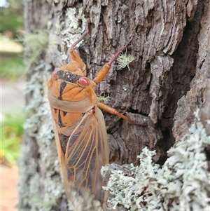 Cyclochila australasiae at Penrose, NSW - 25 Sep 2024