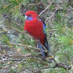 Platycercus elegans (Crimson Rosella) at Kangaroo Valley, NSW - 25 Sep 2024 by lbradley