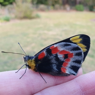 Delias harpalyce (Imperial Jezebel) at Penrose, NSW - 25 Sep 2024 by Aussiegall