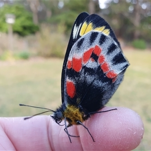 Delias harpalyce at Penrose, NSW - 25 Sep 2024