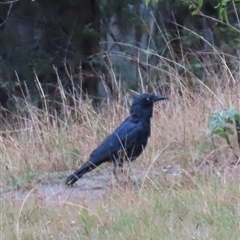 Corvus coronoides (Australian Raven) at Kangaroo Valley, NSW - 26 Sep 2024 by lbradley