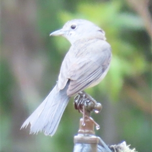 Colluricincla harmonica at Kangaroo Valley, NSW - 26 Sep 2024